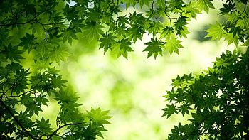 Eye Soothing For HD wallpaper