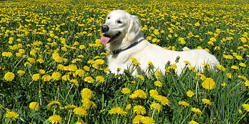 Animals, Flowers, Grass, Dog, Stroll, Labrador Retriever HD wallpaper