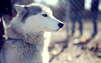 Siberian Husky, Husky dog , able , Loyal companions HD wallpaper