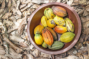 Rainforest Alliance, Certified cocoa goodness, Ethical sourcing, Environmental friendliness HD wallpaper