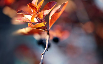 Autumn, Leaves, Macro, Branch, Dry HD wallpaper