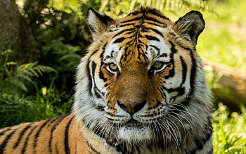 Vladimir, Siberian Tiger at Dartmoor Zoo, England, Dartmoor Zoo, Vladimir, Siberian tiger HD wallpaper
