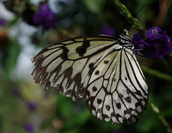 brown& white butterfly, white, leaves, flowers, butterfly HD wallpaper