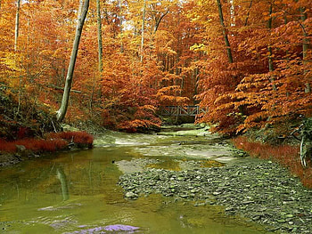 Stream in the Forest, trees, colors, water, stream HD wallpaper