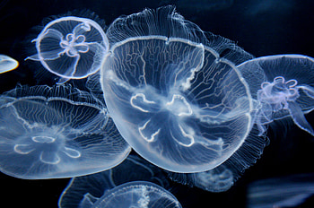 Moon jellyfish, Celestial glow, Captivating , Jellyfish wonder HD wallpaper