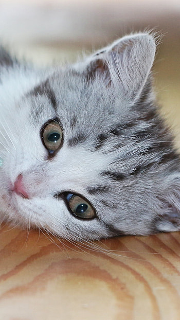 Kitten Playing, kitten, Animal, cat HD phone wallpaper