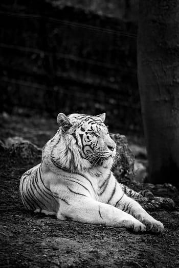 A stunning grayscale of a white tiger lying down in a forest, capturing the essence of wildlife. HD phone wallpaper