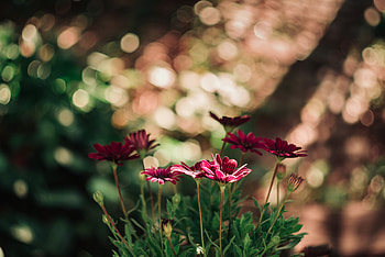 Flowers, Blur, Smooth, Close-Up, Bokeh, Boquet HD wallpaper