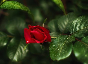 rosebud, rose, leaves, bud, flower HD wallpaper