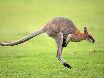 Wallaby, fur, Grey, jumping HD wallpaper