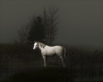 Horse , horse, animals, graphy, behance HD wallpaper