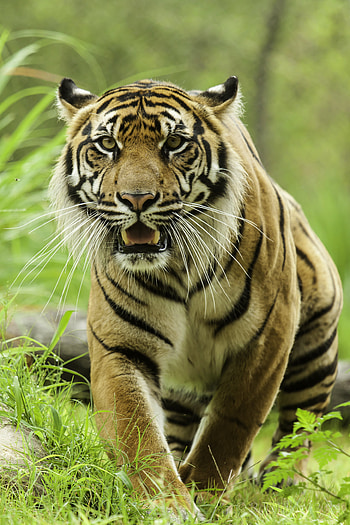 Animals, Grass, Predator, Big Cat, Sight, Opinion, Tiger HD phone wallpaper