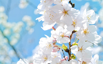 Plants, Flowers HD wallpaper