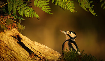 Bird, animal, beak, tree HD wallpaper