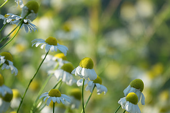 Meadow, spring, daisy, blur, flowers HD wallpaper