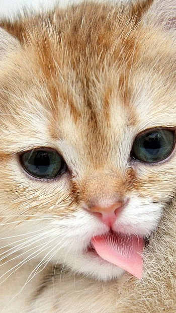 A Cute, Beautiful Cat HD phone wallpaper