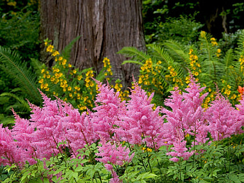 Flowers, Park, Greens, Flower Bed, Flowerbed HD wallpaper