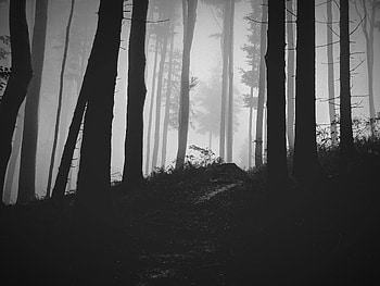 Nature, Trees, Forest, Fog, Bw, Chb HD wallpaper