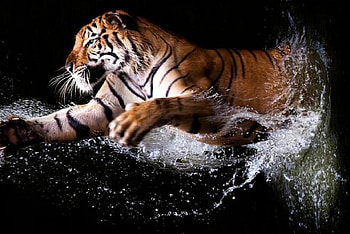 'Break on thru to the other side'....., cats, water, tigers, animals HD wallpaper