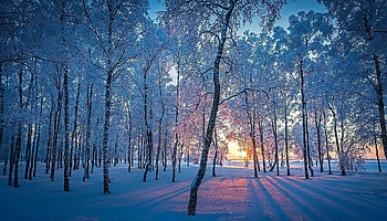 The fairy forest, blue, winter, forest, snow HD wallpaper