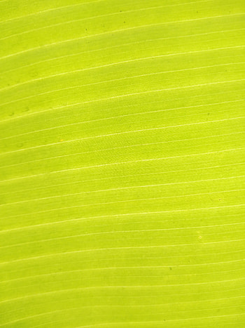 Plant, Macro, Sheet, Leaf HD phone wallpaper