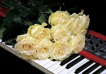 still life, flowers, abstract, graphy HD wallpaper