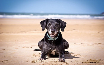 Animals, Sea, Sand, Dark, Dog, Collar HD wallpaper