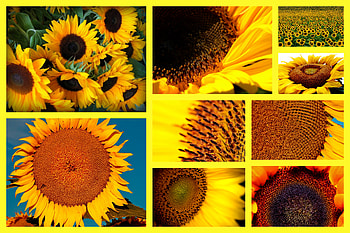 sunflowers, yellow, flower, flowers, sunflower HD wallpaper