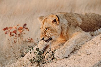 Animals, Branch, Lion, Predator, Big Cat, Wildlife, Animal HD wallpaper
