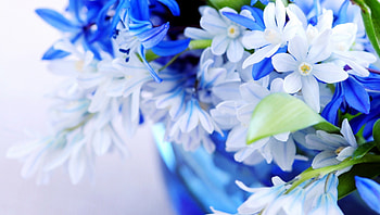 Marvelous Blue Flowers, blue, graphy, nature, marvelous, blue flowers HD wallpaper