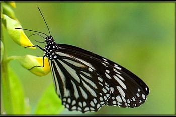 Butterfly, butterflies, nature HD wallpaper