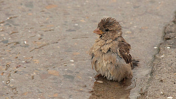 Animals, Water, Feather, Sparrow, Wet, Puddle HD wallpaper