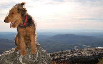 Animals, Landscape, Dogs HD wallpaper