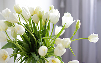 white tulips, bouquet of tulips, spring flowers, tulips, bouquet of white tulips, background with tulips, white beautiful flowers HD wallpaper