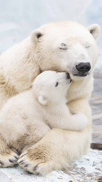 Awe-inspiring bears, Adorable animals, Arctic beauty, Animal kingdom delights HD phone wallpaper