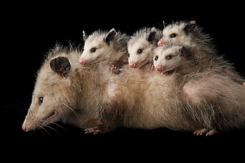 Opossum, Wildlife graphy, Unique marsupial, Night-time creatures HD wallpaper