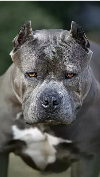 Pitbull Dog, American Dog HD phone wallpaper