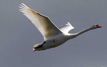 Animals, Sky, Bird, Flight, Swan HD wallpaper