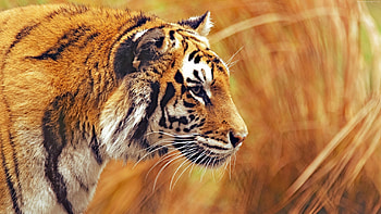 Tiger power, PC , glory, Roaring strength HD wallpaper