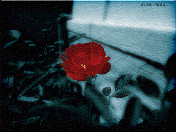 Moon Flower, nocturn, bloom, moony HD wallpaper