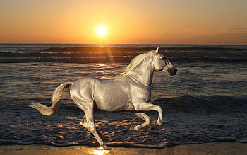 Animals, Horses HD wallpaper