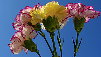 Beautiful carnation, Delicate petals, Nature's elegance, Floral beauty HD wallpaper