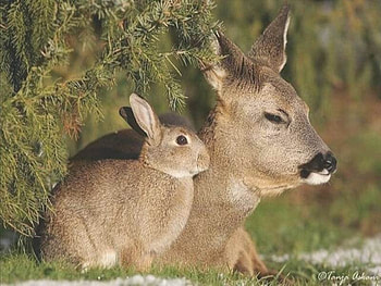 Bambi and Thumper, hare, fawn, deer, rabbit HD wallpaper