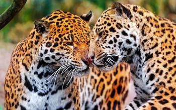 Animals, Couple, Pair, Muzzle, Jaguars, Wild Cats, Wildcats HD wallpaper