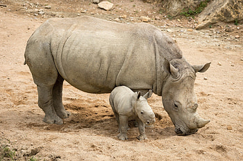 rhino, Dazzling , Animal kingdom wonders, Tranquil scenes HD wallpaper