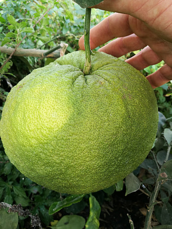 Timor Pomelo, Citrus grandis, Unique variety, Sweet and tangy HD phone wallpaper