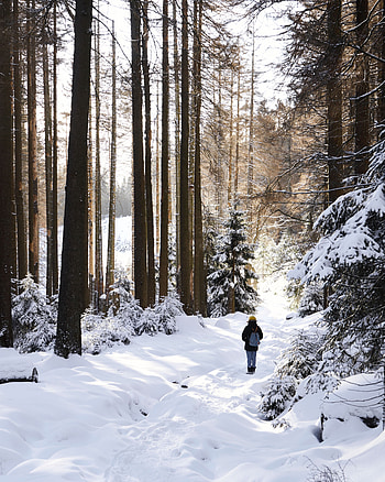 Winter, Nature, Trees, Snow, Privacy, Seclusion, Forest, Stroll HD phone wallpaper