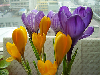 Flowers, Bouquet, Window, Primrose, Crocuses HD wallpaper