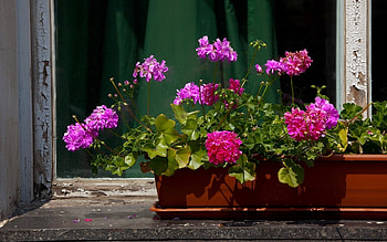Plants, Flowers HD wallpaper