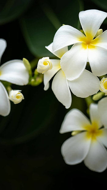Plumeria petals, Nature's beauty, Tropical paradise, Exquisite fragrance HD phone wallpaper
